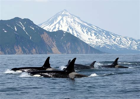 溫哥華島海洋公園，探索海洋生物的奇幻世界！